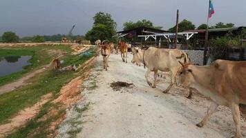 merde de vache sur la route. video