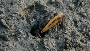 El cangrejo usa su garra para conseguir comida en el área del pantano. video