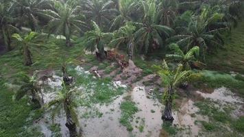 Aerial view cows walk in flooded oil palm estate. video