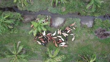 vista superior grupo de vacas en plantaciones de palma aceitera. video