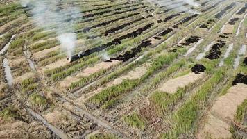 desechos agrícolas a fuego abierto. video