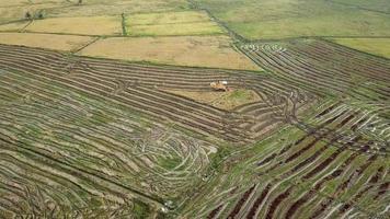 bonde skördar ris i risfält med skördare i malaysia. video
