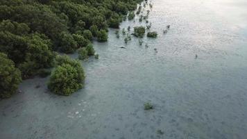 Siga a las garcetas de pájaros negros y pájaros blancos que vuelan en el área de pantanos de manglares. video