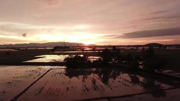 árvores de silhueta aérea no arrozal com belo pôr do sol dramático video