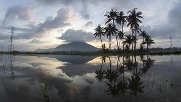 Timelapse sunrise row of coconut trees video