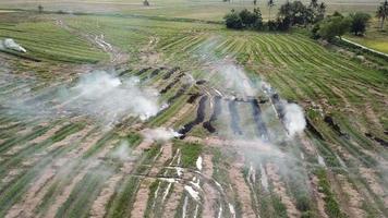 Rice straw open field burning at paddy farms video