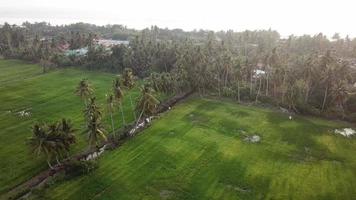 Fly over coconut trees beside rice paddy field. video