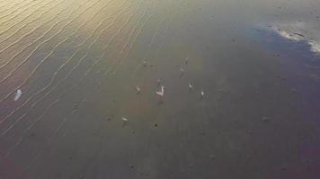 vista aérea garcetas aves vuelan y buscan comida cerca de la costa durante la puesta de sol. video