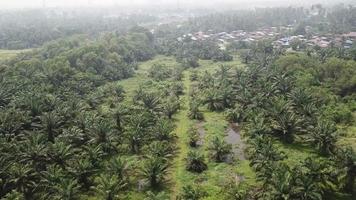 sobrevoe as palmeiras de óleo jovens não densas perto da vila dos malaios. video