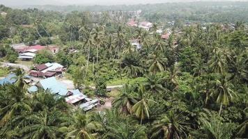 grönt landskap av kokosnöt och grön buske nära den malaysiska kampung. video