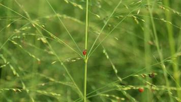 Lady bird on green leave. video