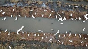 Top view crane search food near drain at Bukit Mertajam, Penang, Malaysia. video