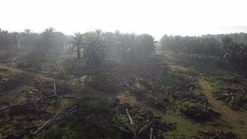 piantagione di palma da olio al mattino. alcuni alberi vengono spazzati via. video