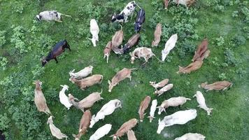 vaches dans la ferme en malaisie. video