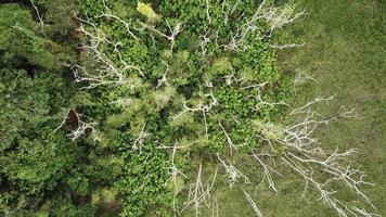 rotierender absteigender Blick auf den toten Baum. video