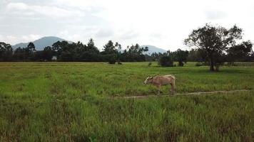 Cow tie to a rope stand at paddy field at Penang, Malaysia. video