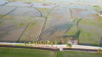 Aerial orbiting coconut trees in paddy field. video