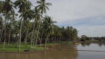 Aerial ascending view th coconut trees at Penang, Malaysia. video