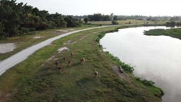 Aerial group of cows go back home follow river Sungai Perai. video