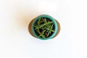 Succulent in a pot stands on a white table photo