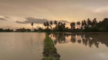 Timelapse sunset hour of row coconut tree with reflection in water. video