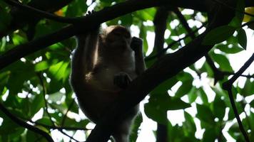 un singe dans la forêt de palétuviers. un léger éclat sur le visage à sungai perai, penang, malaisie. video