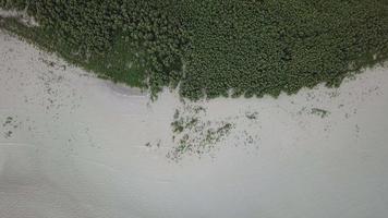 costeira aérea com floresta de manguezais. video