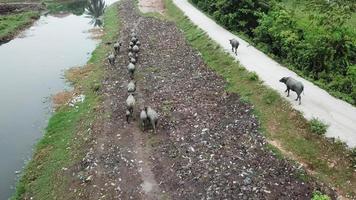 Aerial looking down buffaloes walk near the river bank filled with rubbish. video
