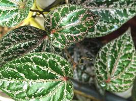 Green tropical leaf, close up with texture detail. photo