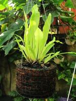 green leaves with potted tree roots photo