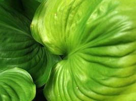 Green tropical leaf, close up with texture detail. photo