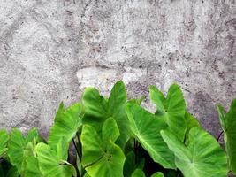 green tropical leaf, close up with texture detail and cement wall background. photo
