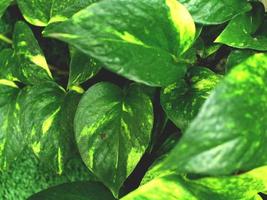 Green tropical leaf, close up with texture detail. photo