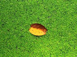 Dry leaves surrounded by small green leaves photo