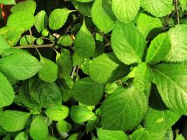 Green tropical leaf, close up with texture detail. photo