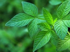 Green tropical leaf, close up with texture detail. photo