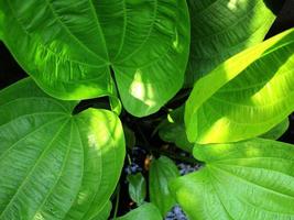 Green tropical leaf, close up with texture detail. photo