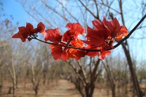 Red paper flowers on a dry tree background. photo