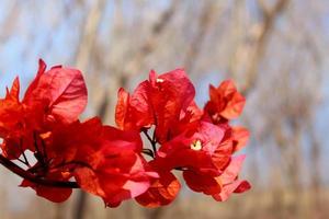 Red paper flowers on a dry tree background. photo