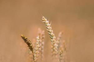 varias orejas de grano maduro en un campo foto
