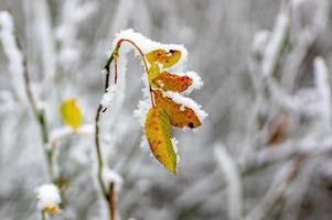 one branch with frozen brown autumn leaves in the forest photo