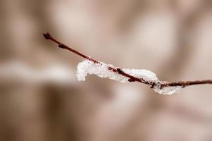 una rama cubierta de nieve en el bosque de invierno foto