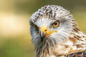 a head portrait of a red kite photo