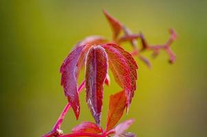 one branch with red autumn leaves in the forest photo