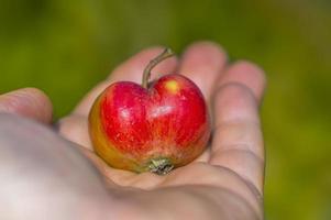 una mano con una manzana roja foto