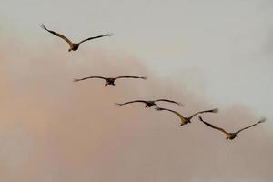 five cranes fly in the sky photo