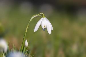 one blossom of a snowdrop in spring photo