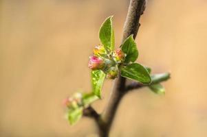 many blossoms on a branch of an apple tree photo