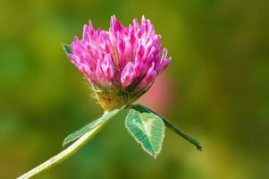 one clover blossom in a meadow photo