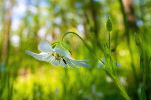 one delicate blossom in a forest photo